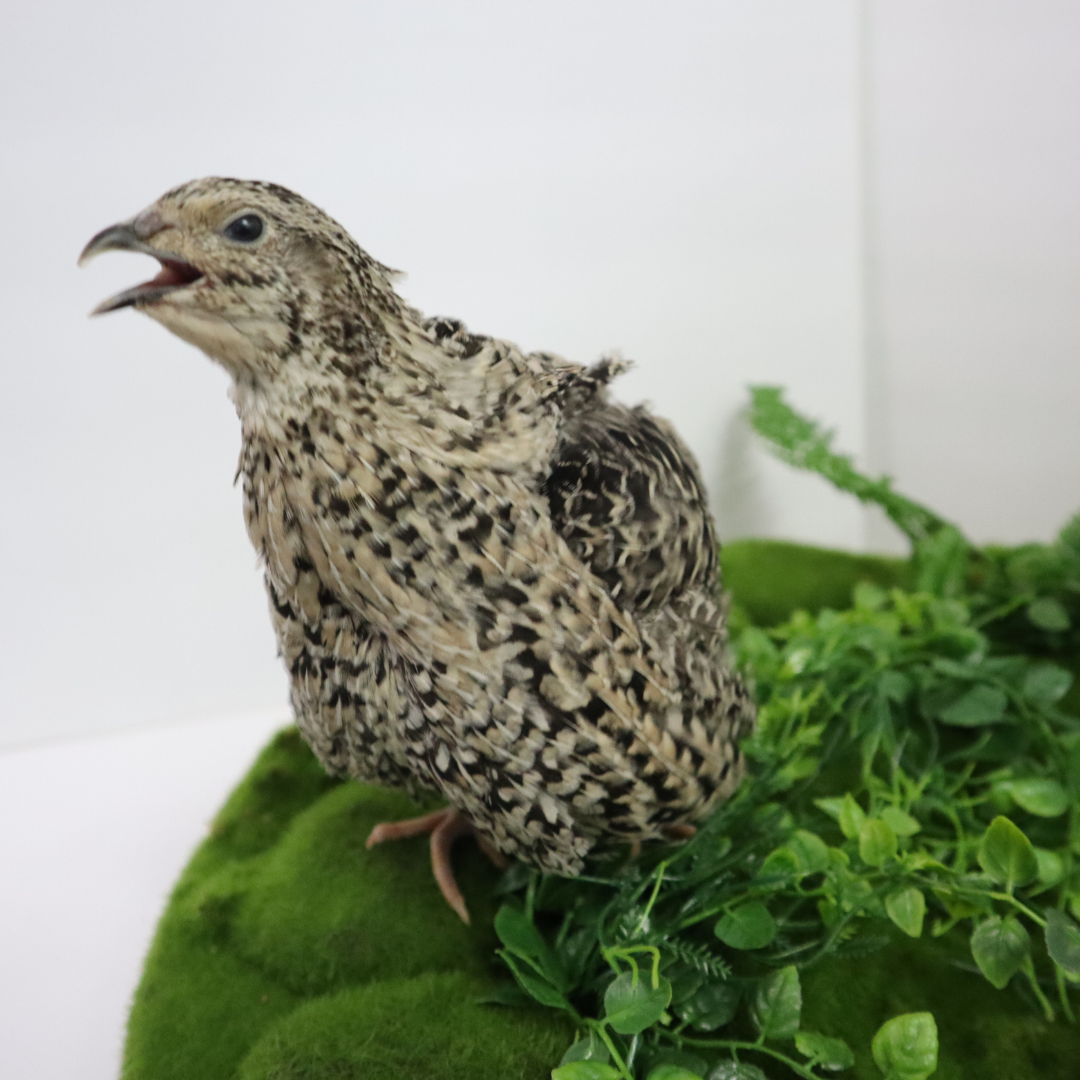Calico Quail Hatching Eggs – Fertile Eggs for Incubation