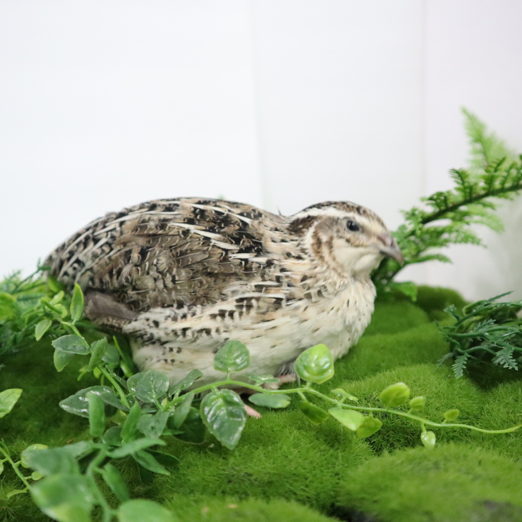 Calico Quail Hatching Eggs – Fertile Eggs for Incubation