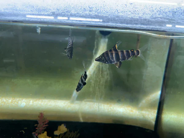 Abramites Headstanders