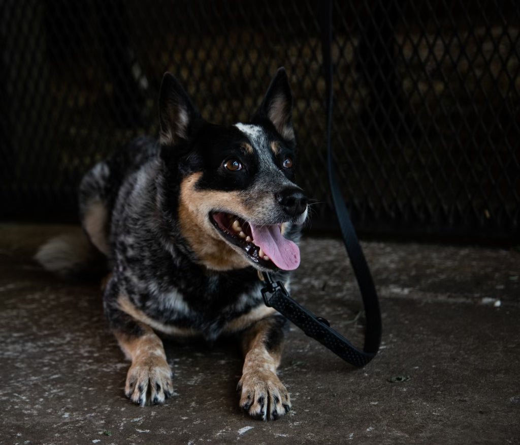 PRO4MANCE | Com4rt Grip Dog Leash