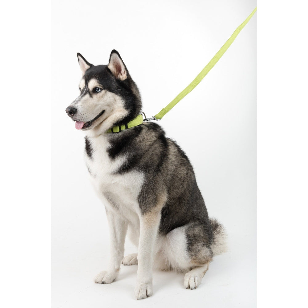 Comfort Microfiber Flat Dog Collar