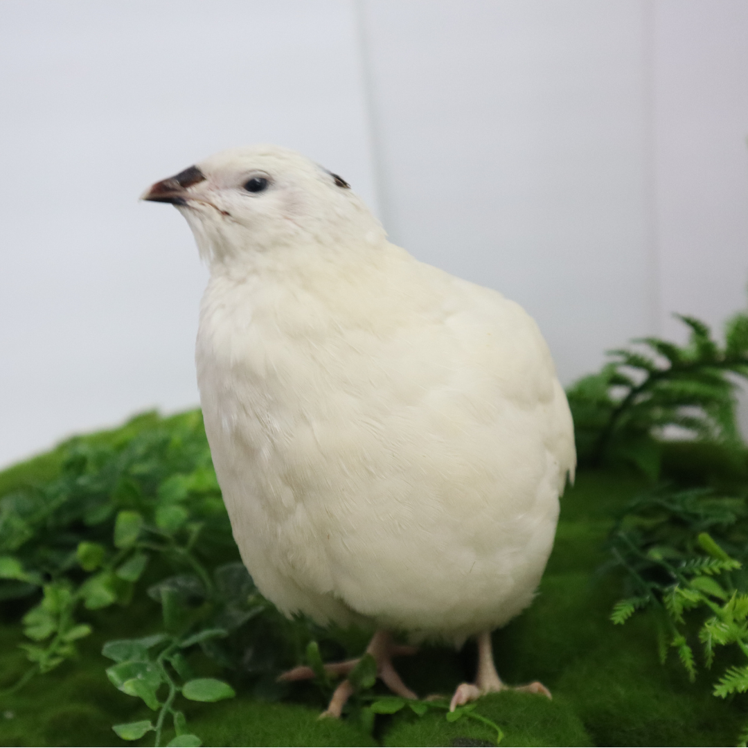 Jumbo White Coturnix Hatching Eggs - Premium Quail Eggs for Hatching - Perfect for Homesteaders, Breeders, Hobbyists - Freshly Collected for High Hatch Rates