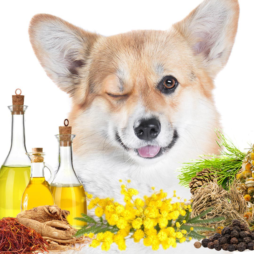 First Sniff Dog Cologne - Your First Sniff Stays on My Mind