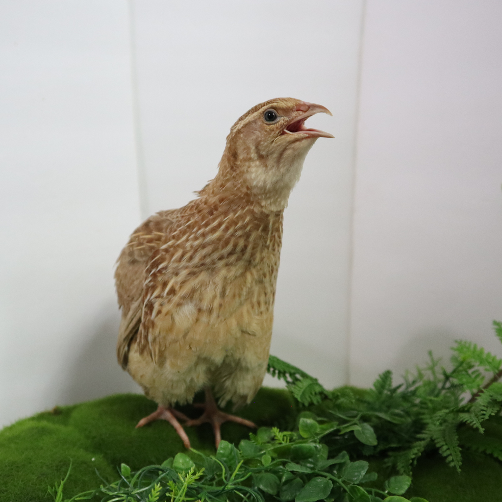 Ginger Quail Hatching Eggs