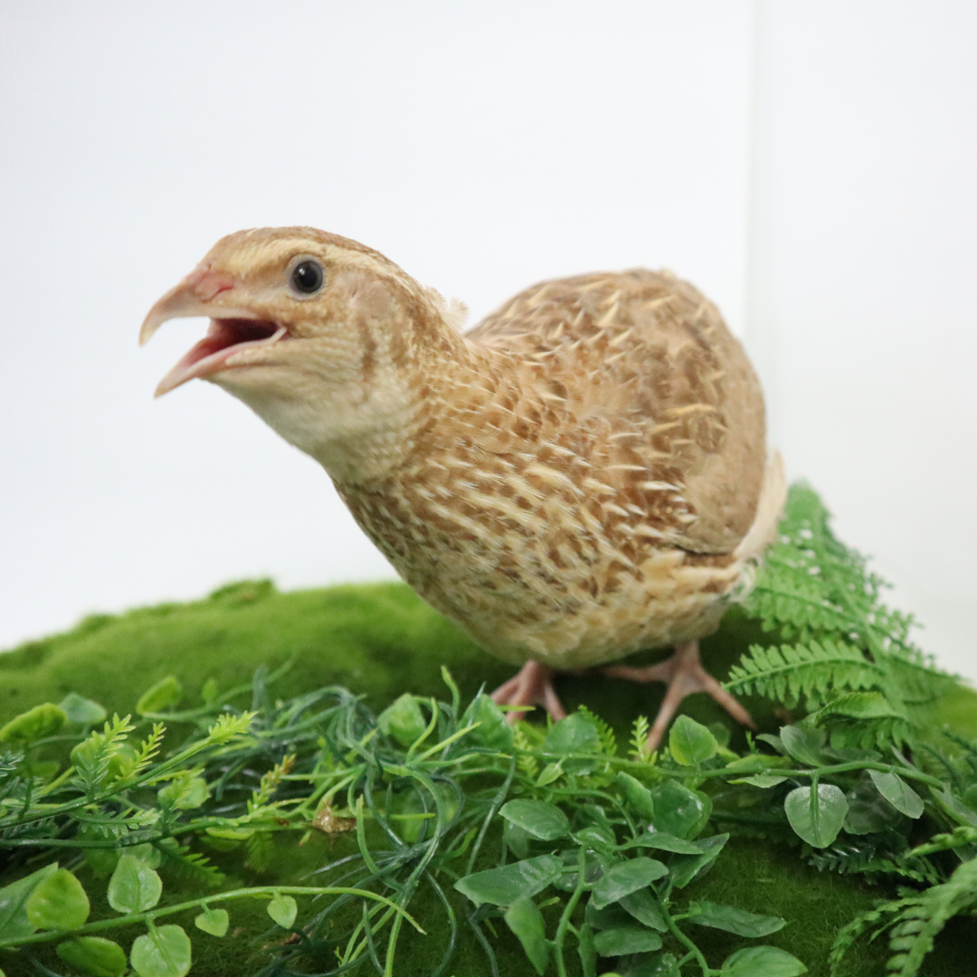 Ginger Quail Hatching Eggs