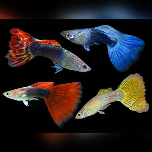 Assorted guppies 1 X PAIR
