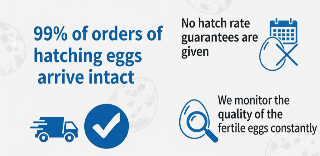 Button Quail Eggs -Eggs for Hatching