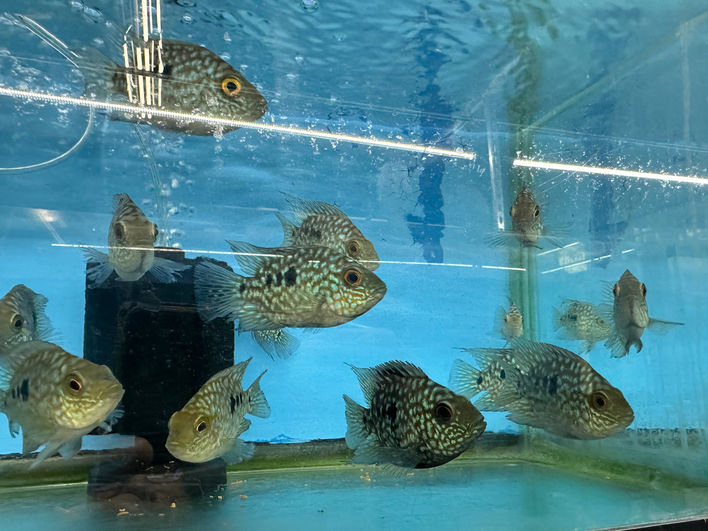 Balloon body carpintis Texas cichlid 3”