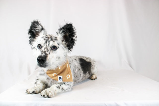 Daisy Dog Bandana