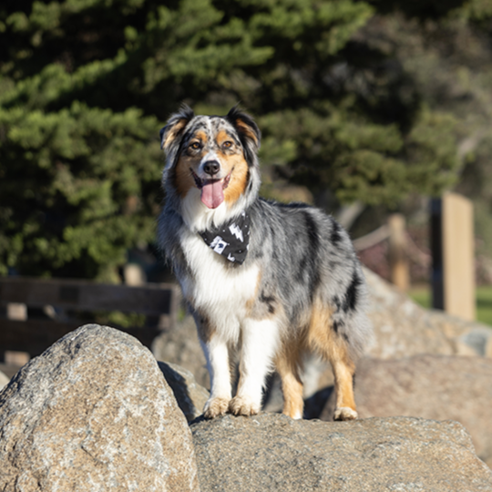 Blue Moon & Lightning Dog Bandana