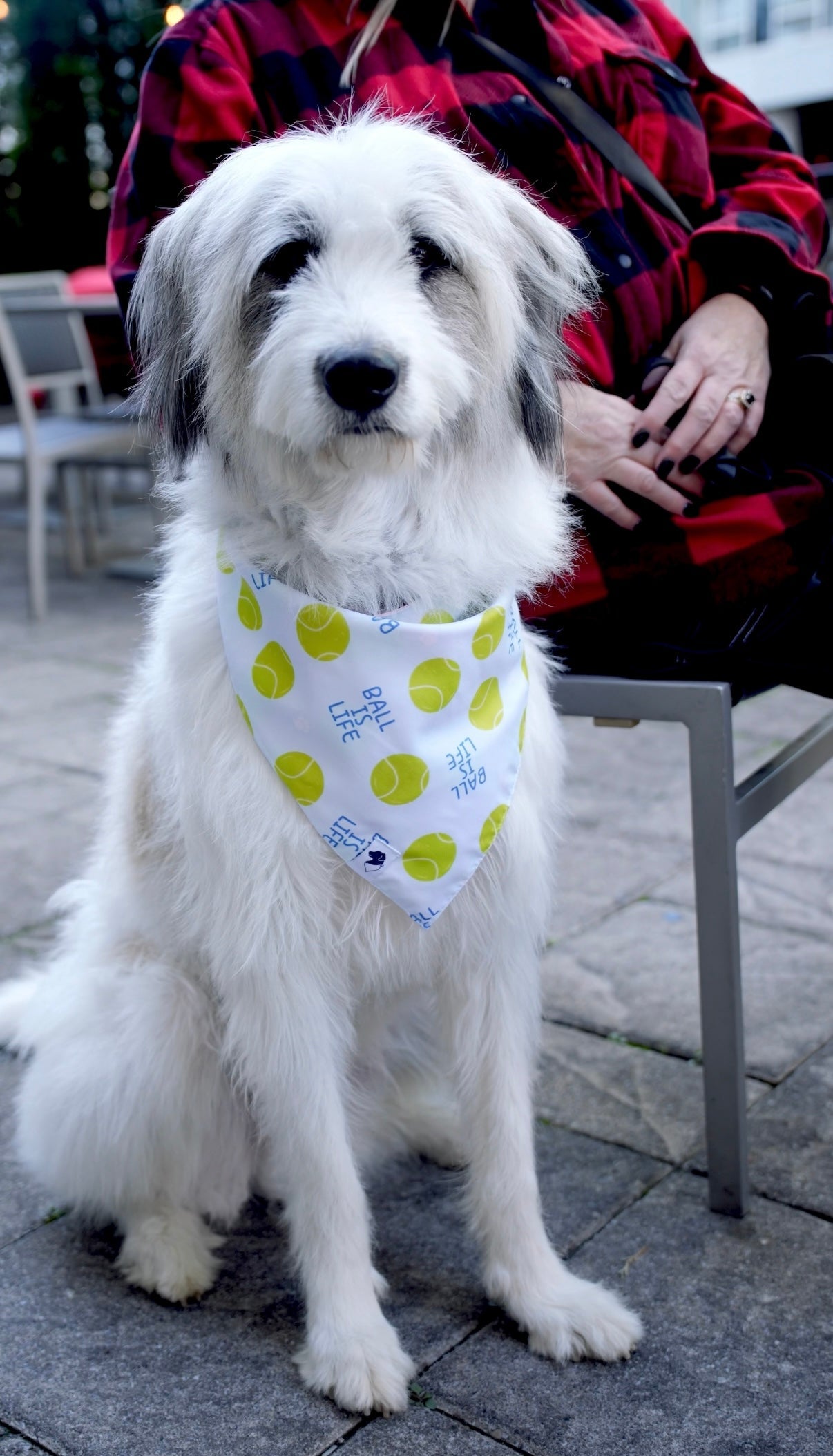 Ball Is Life Dog Bandana