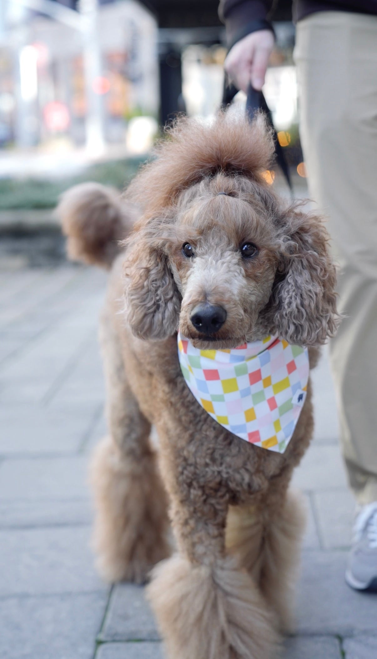 Popsicle Dog Bandana