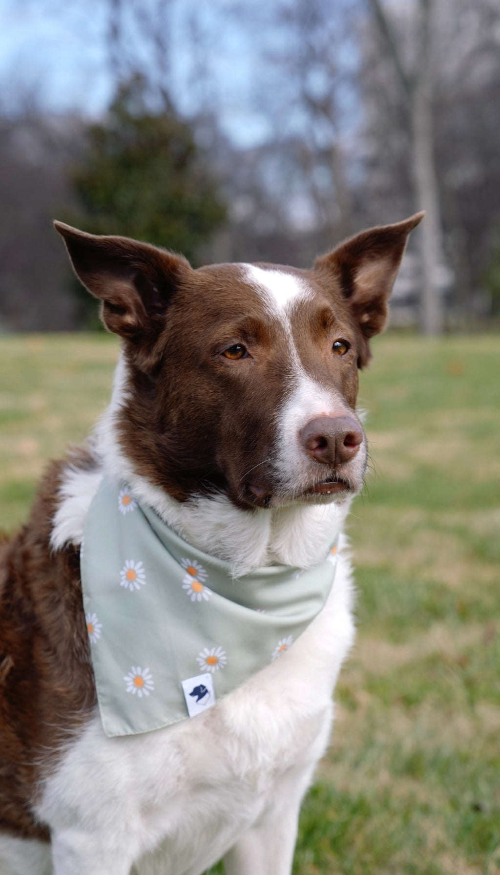 Daisy Dog Bandana