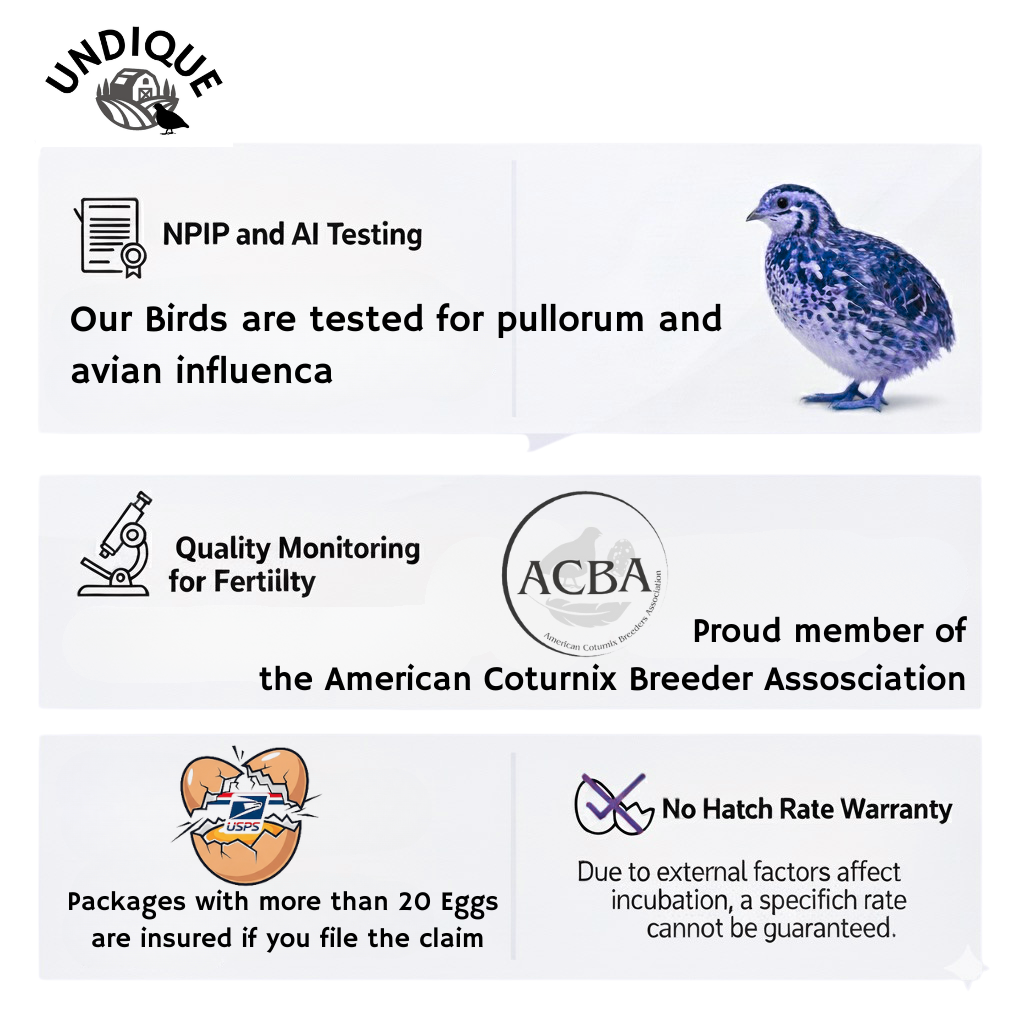 Jumbo White Coturnix Hatching Eggs - Premium Quail Eggs for Hatching - Perfect for Homesteaders, Breeders, Hobbyists - Freshly Collected for High Hatch Rates