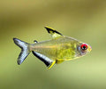 Lemon Tetra PACK OF 6