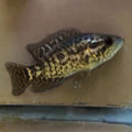 Managuensis Cichlid
