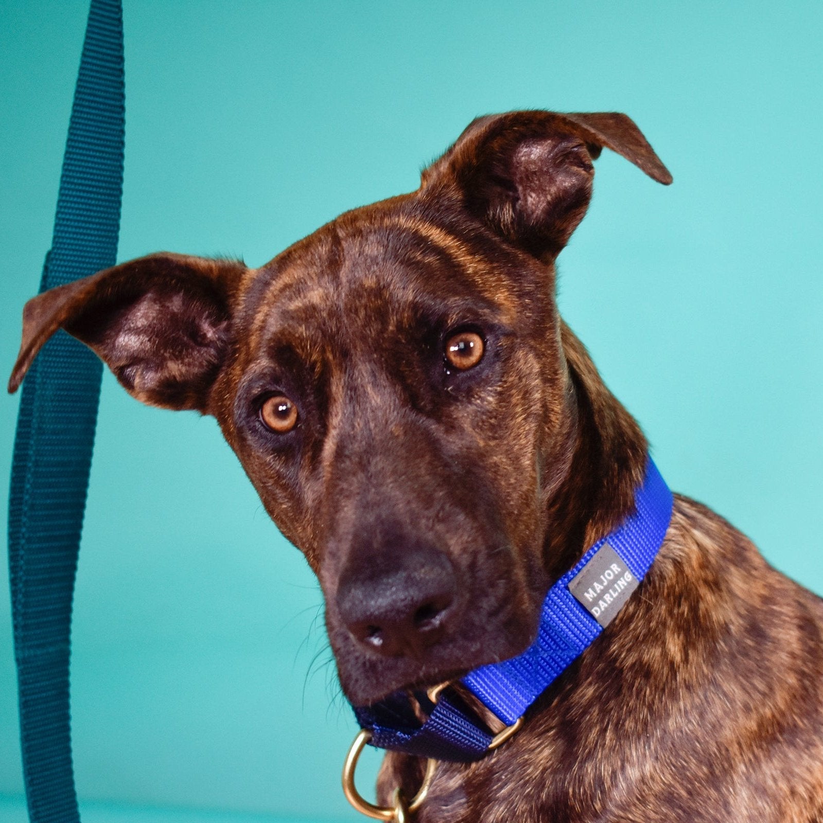martingale collar / cobalt + navy