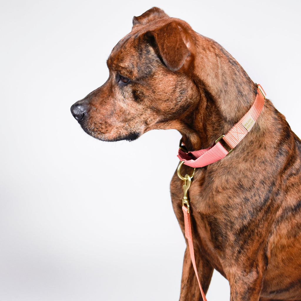 martingale collar / peach + pink