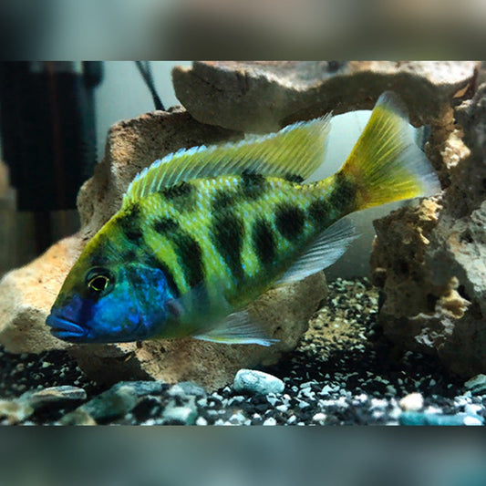 Venustus Cichlid