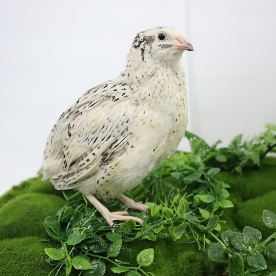 Pearl-Fee Quail Hatching Eggs