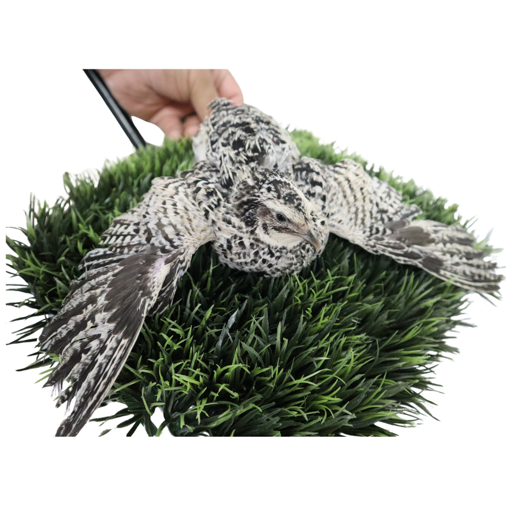 Pearl Pansy Quail Hatching Eggs – Fertile Coturnix Eggs for Incubation