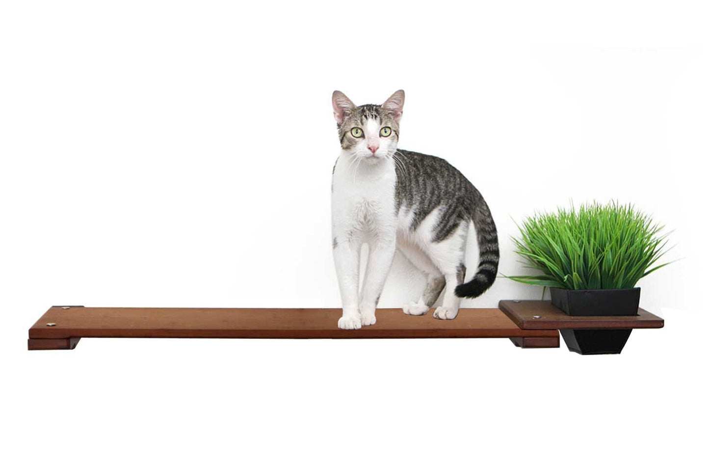 Cat Plant Stand for Wall