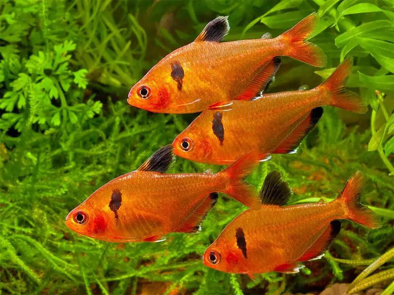 Serpae Tetra (PACK OF 6)