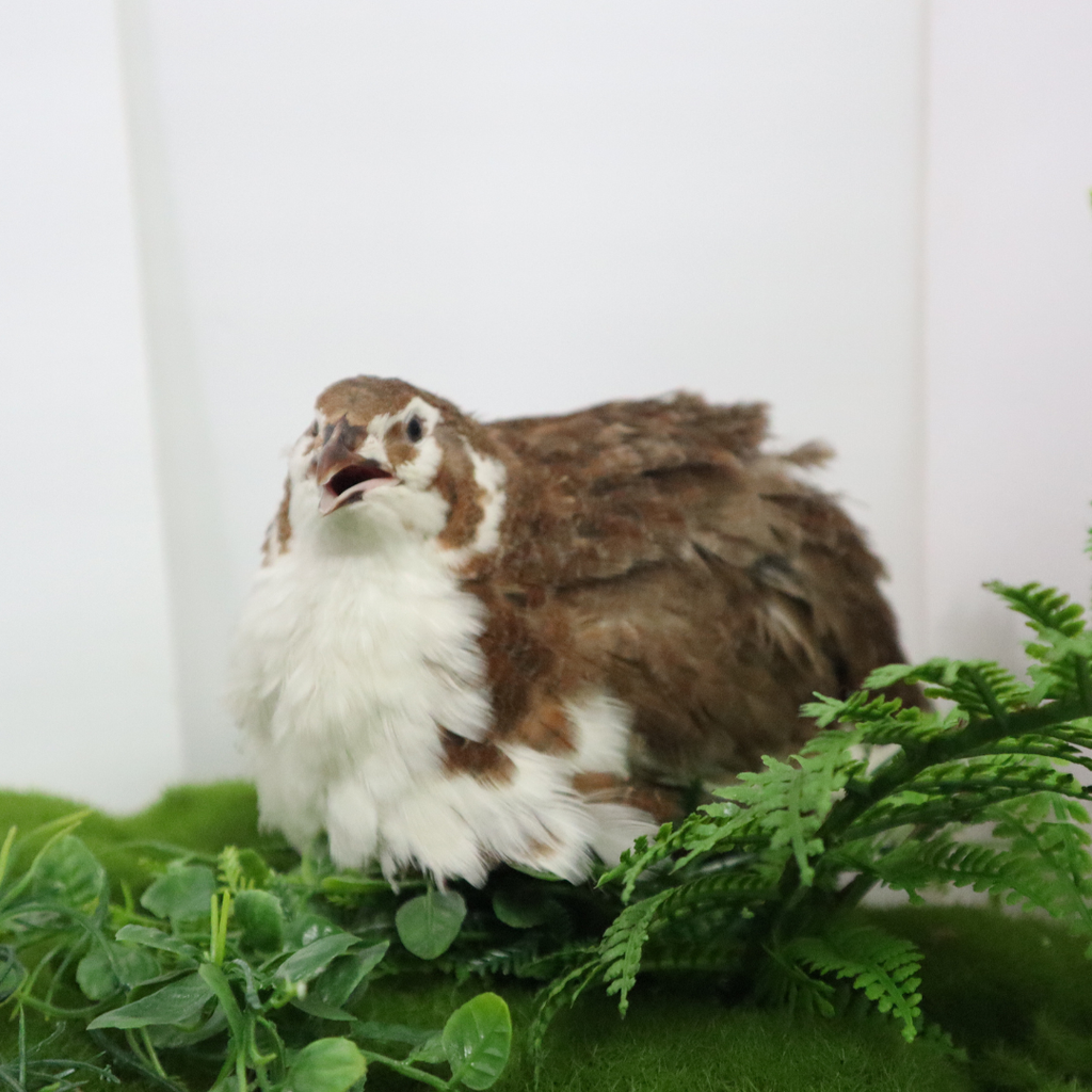 Celadon Coturnix Hatching Eggs