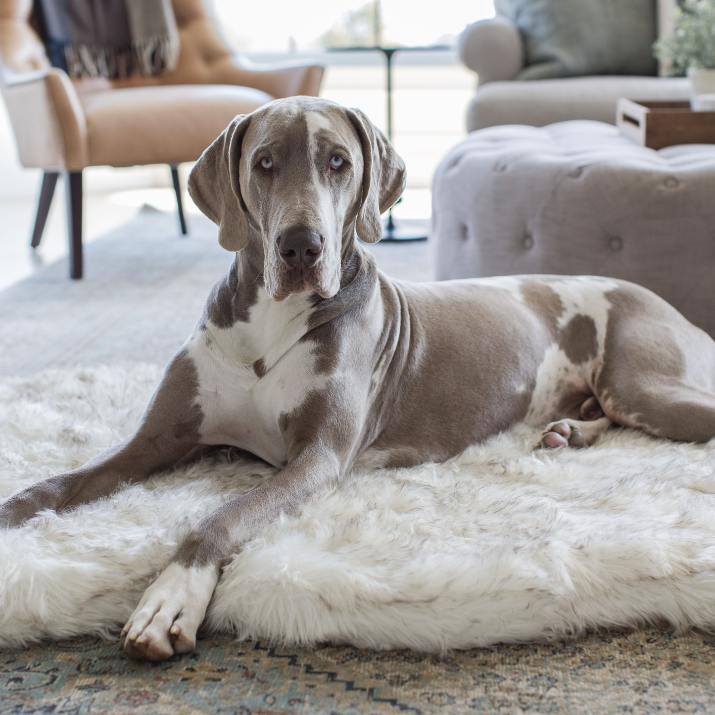 PupRug by Paw.com® Faux Fur Orthopedic Dog Bed - Curve White with Brown Accents