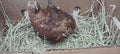 Red Range Coturnix Quail Hatching Eggs