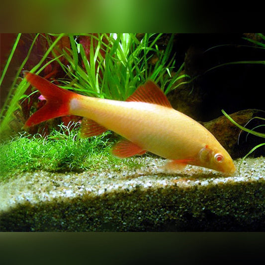 Albino Rainbow Shark