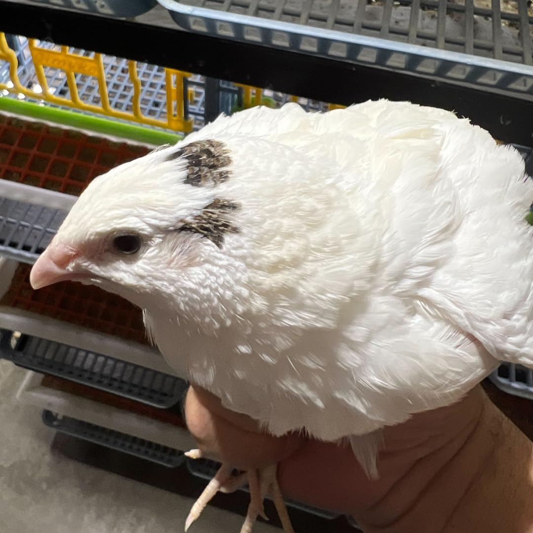 Jumbo White Coturnix Hatching Eggs - Premium Quail Eggs for Hatching - Perfect for Homesteaders, Breeders, Hobbyists - Freshly Collected for High Hatch Rates