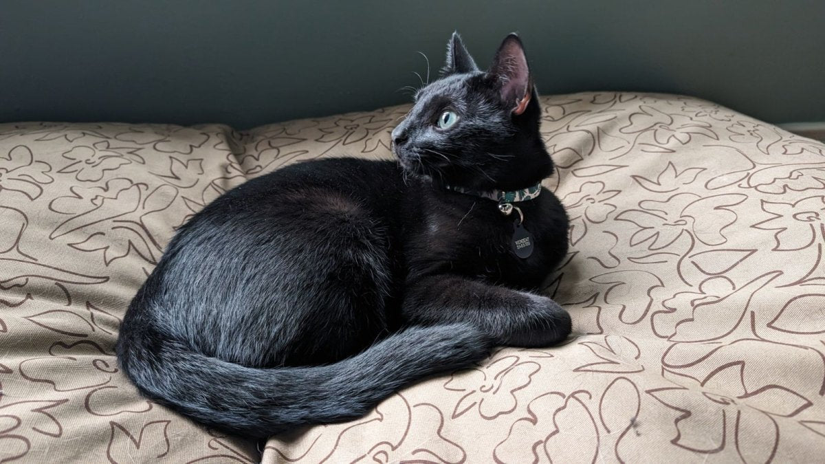 Body Glove Paintflower Pet Napper - Pet Bed