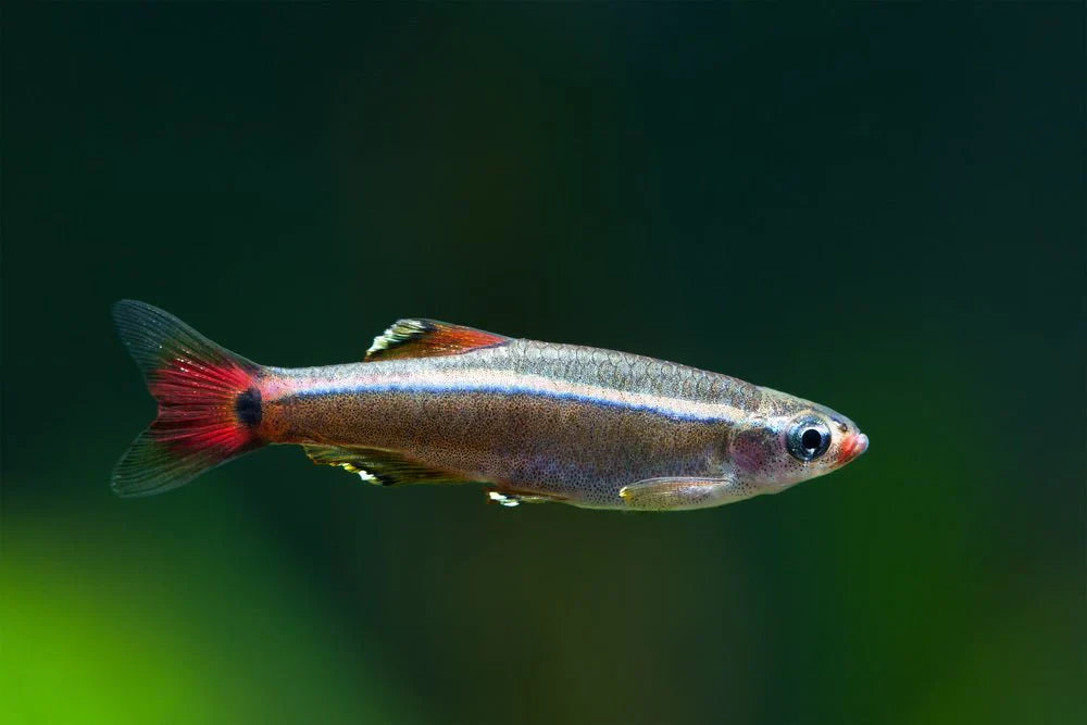 White Cloud Minnow
