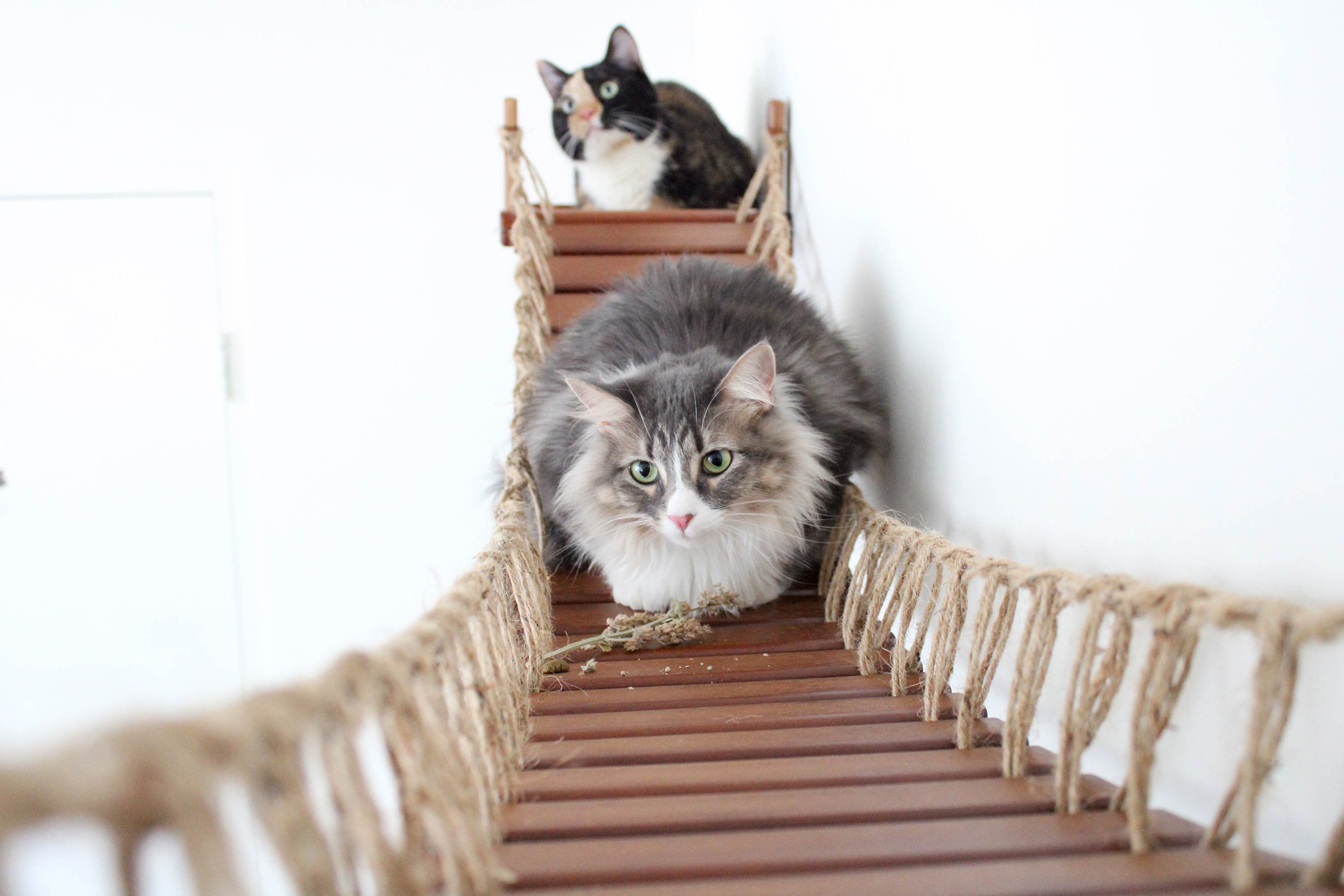 Double Cat Hammock and Climbing Bridge Combo