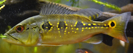 Butterfly Peacock Bass (Cichla ocellaris)