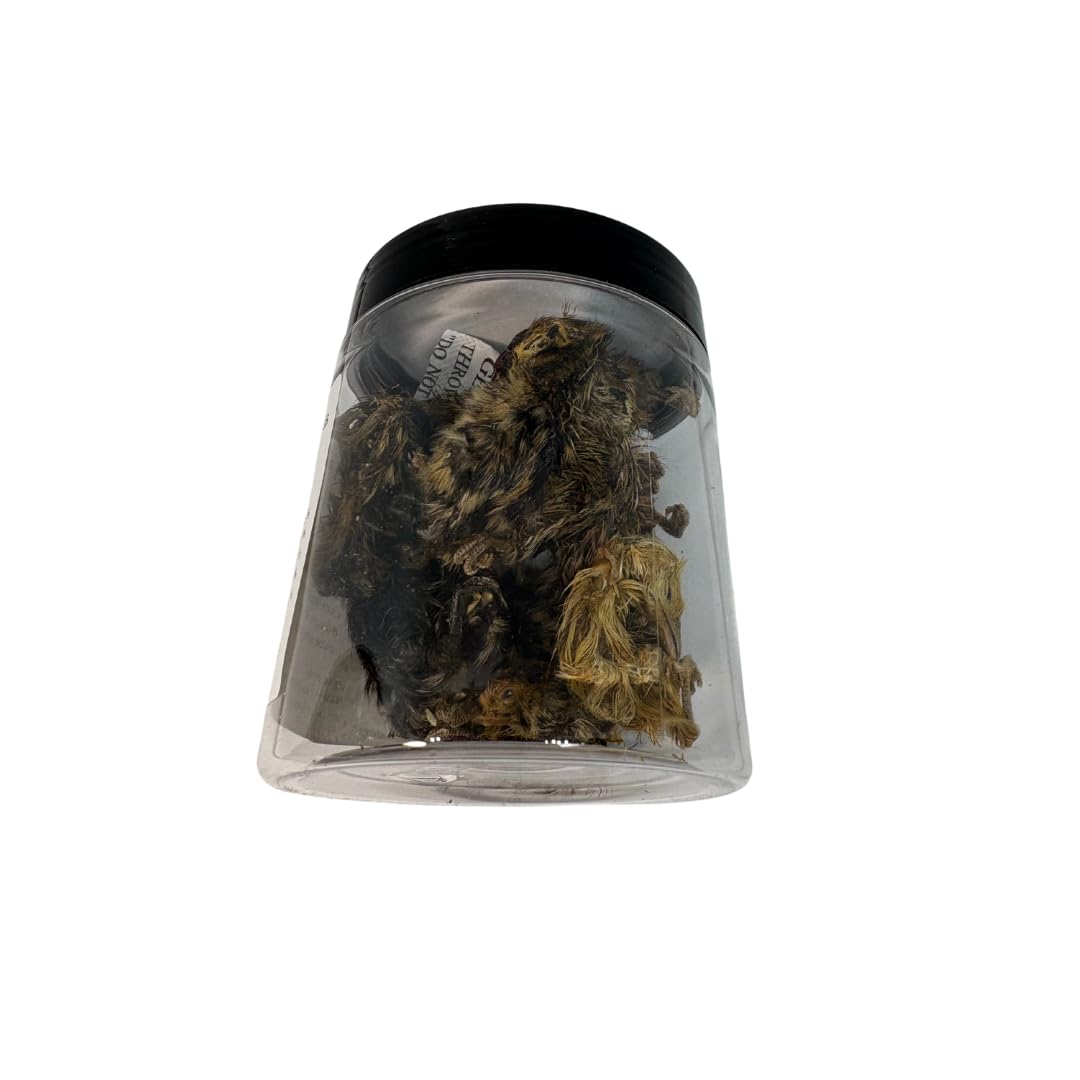 Quail Whole Chick Treats, 10 Count - Tiny, dehydrated Small Premium cat and Dog Treat