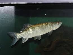 African Pike (Hepsetus odoe)