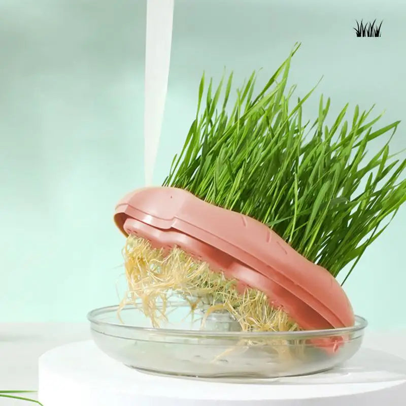 Donut Shaped Cat Grass Growing Box