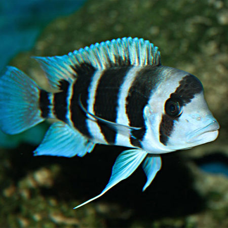 Frontosa Burundi cichlids