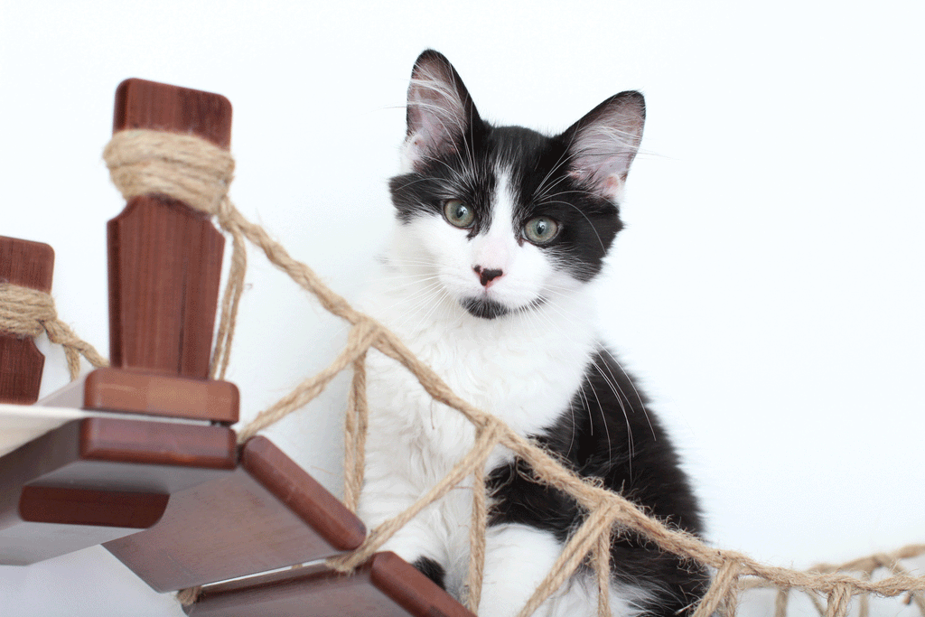 Double Cat Hammock and Climbing Bridge Combo