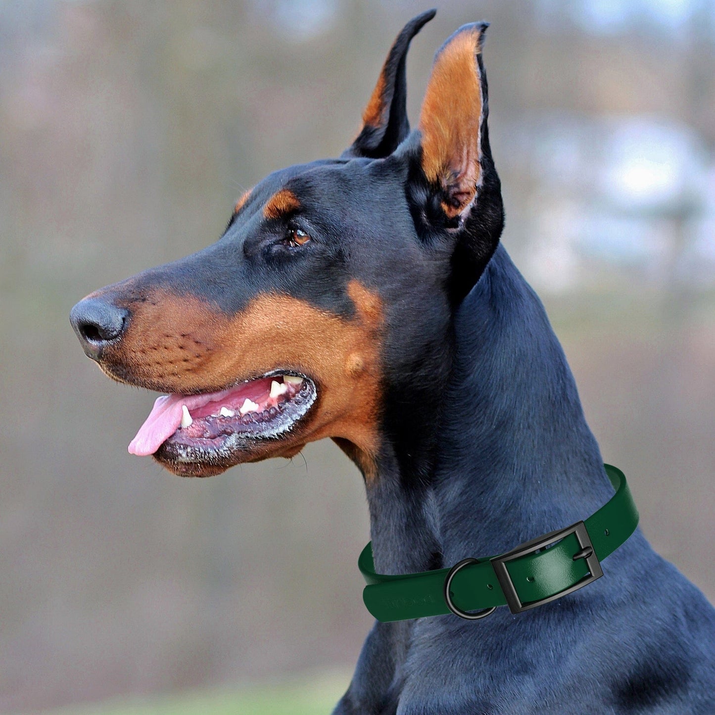 Biothane Waterproof Dog Collar - 1.5in Wide - XX-Large (24 to 28 inches)