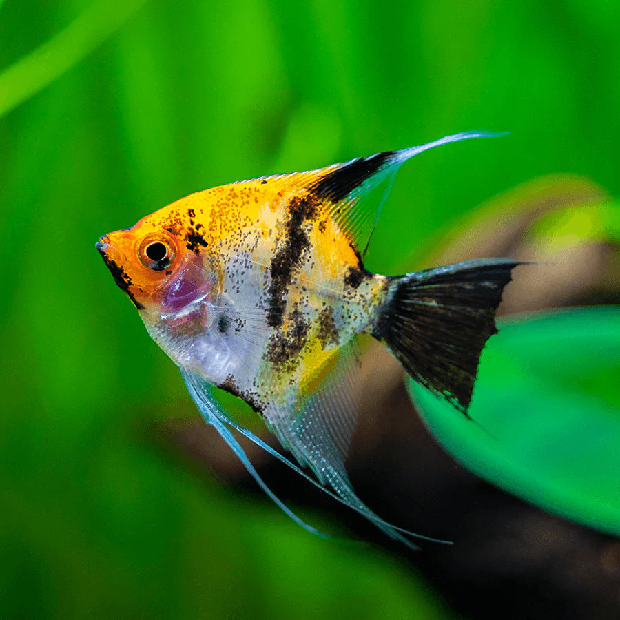 Koi angelfish (Pterophyllum scalare) MEDIUM