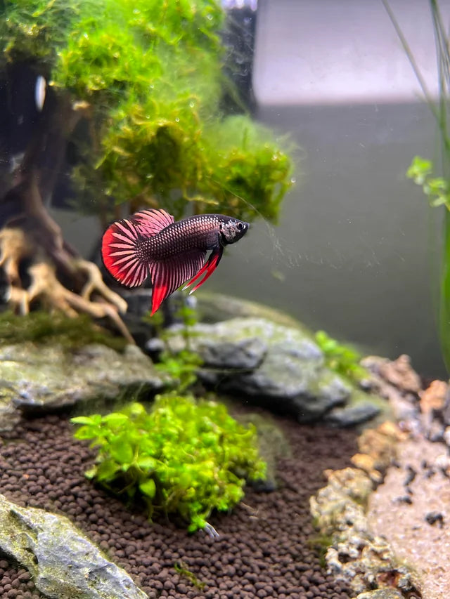 Wild bettas Type (Male)