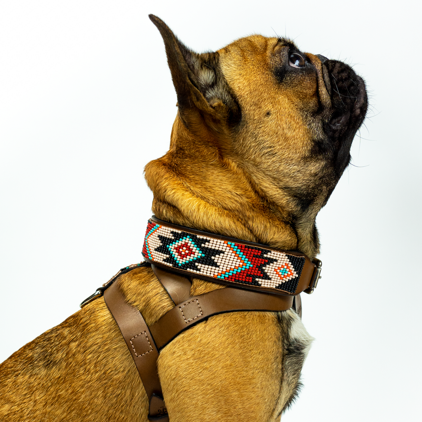 Phoenix Sambboho dog collar