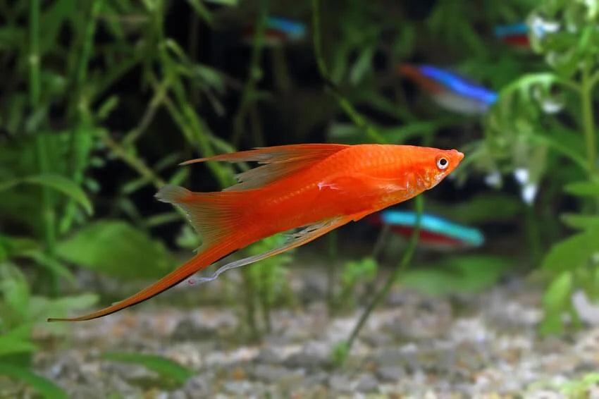 Brick Swordtail