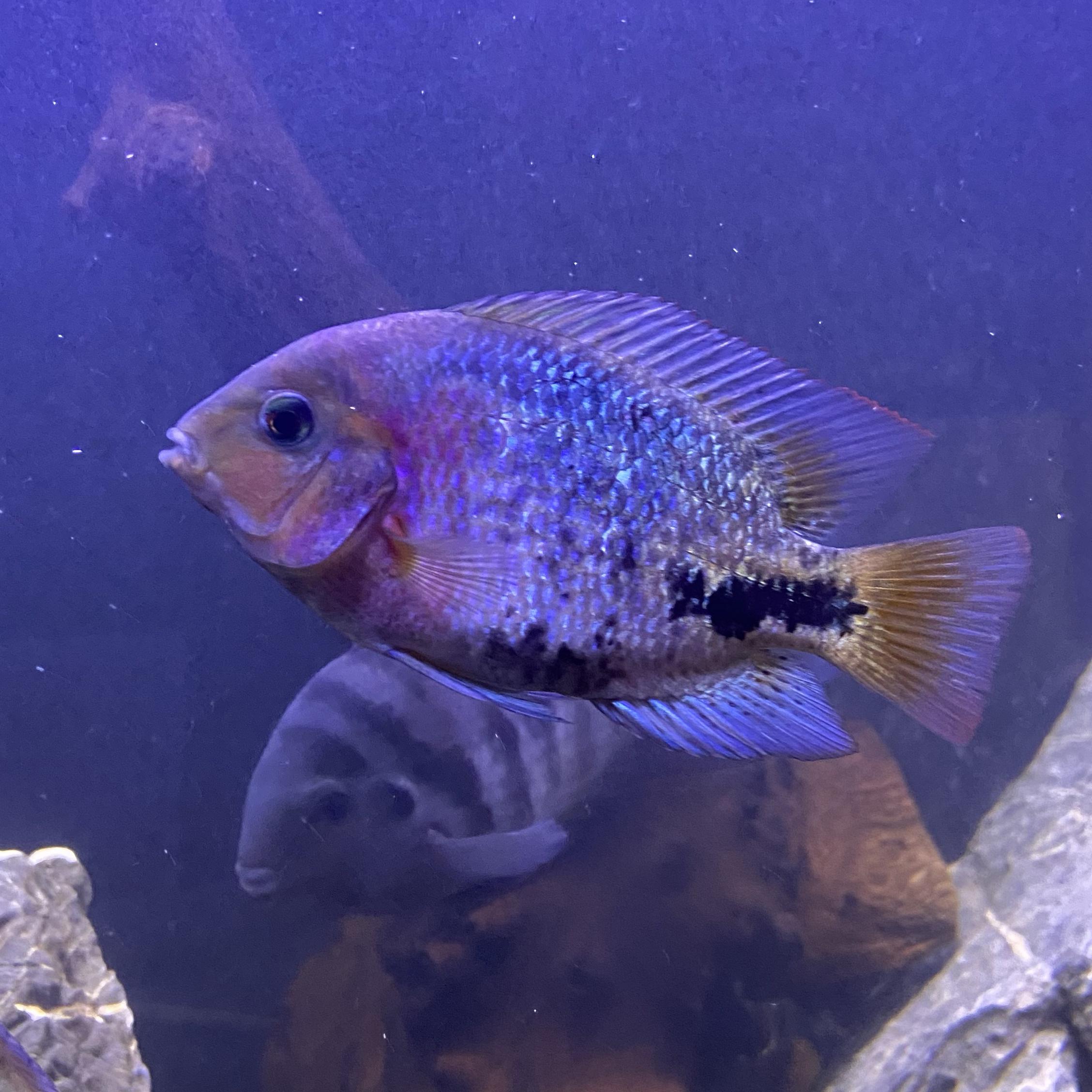 Synspilum cichlid (Vieja synspilum)