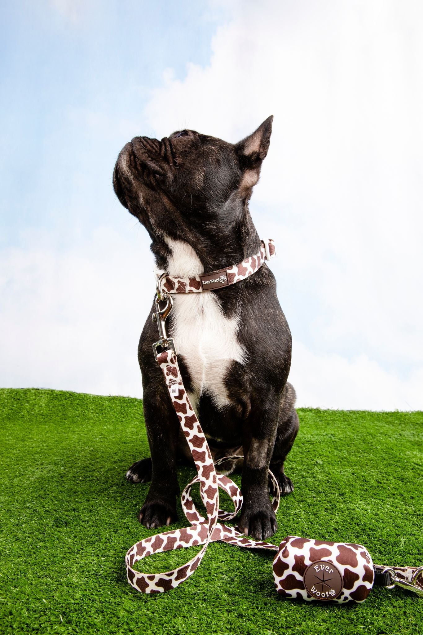 Chocolate Cow Collar